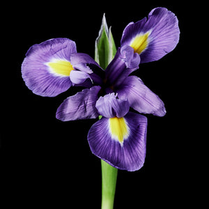 Fragrance Ingredients Image 5