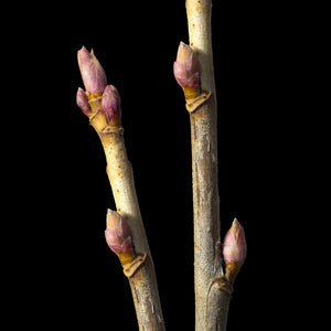Fragrance Ingredients Image 3