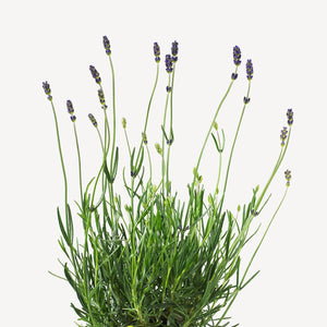 Fragrance Ingredients Image 1