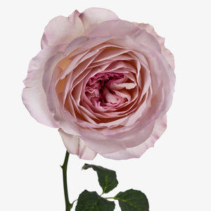 Fragrance Ingredients Image 2