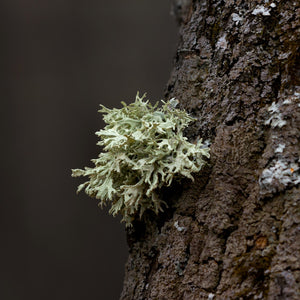 Fragrance Ingredients Image 2