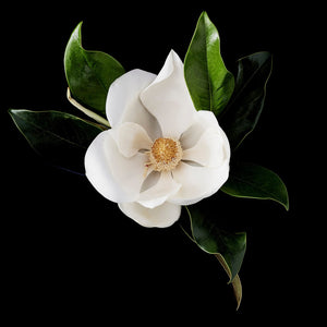 Fragrance Ingredients Image 1