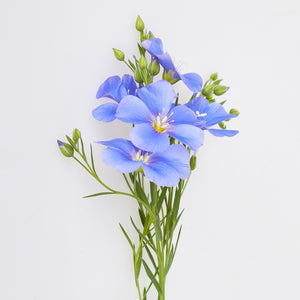 Fragrance Ingredients Image 1