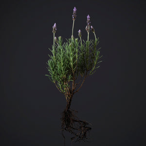 Fragrance Ingredients Image 5