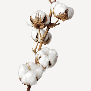Fragrance Ingredients Image 4