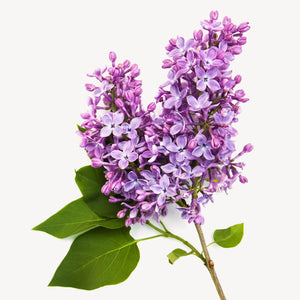 Fragrance Ingredients Image 1