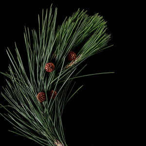 Fragrance Ingredients Image 2
