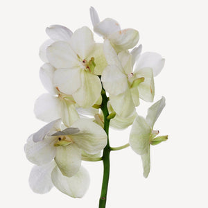 Fragrance Ingredients Image 5