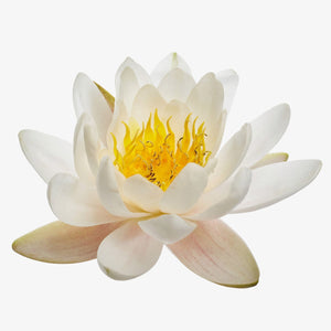 Fragrance Ingredients Image 1