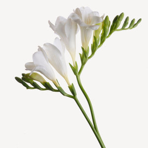 Fragrance Ingredients Image 1