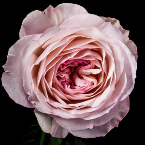 Fragrance Ingredients Image 5