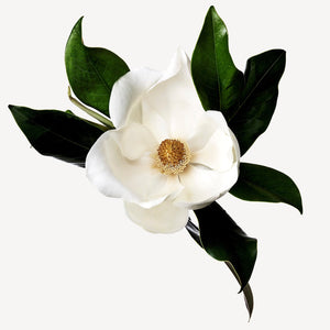 Fragrance Ingredients Image 5