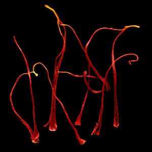 Fragrance Ingredients Image 1