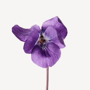 Fragrance Ingredients Image 4