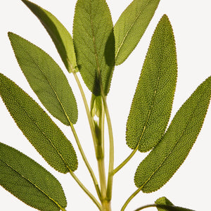 Fragrance Ingredients Image 2