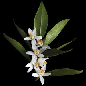 Fragrance Ingredients Image 3