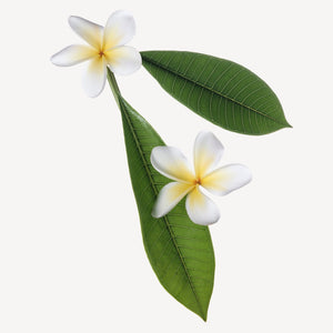 Fragrance Ingredients Image 4