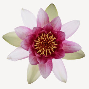 Fragrance Ingredients Image 1