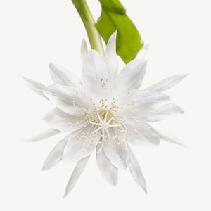Fragrance Ingredients Image 5