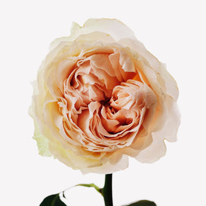 Fragrance Ingredients Image 4