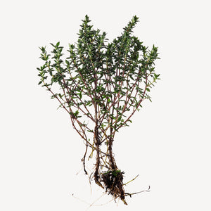 Fragrance Ingredients Image 1