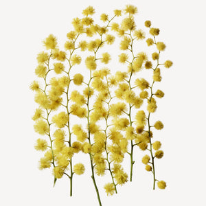Fragrance Ingredients Image 2