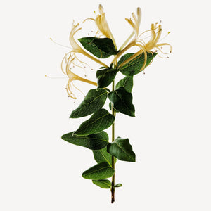Fragrance Ingredients Image 5