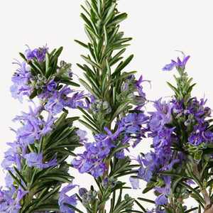 Fragrance Ingredients Image 3