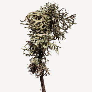 Fragrance Ingredients Image 4
