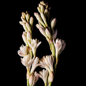 Fragrance Ingredients Image 5