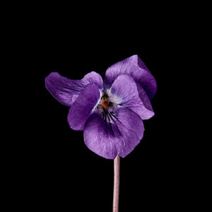 Fragrance Ingredients Image 3