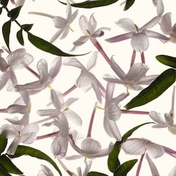 Fragrance Ingredients Image 2