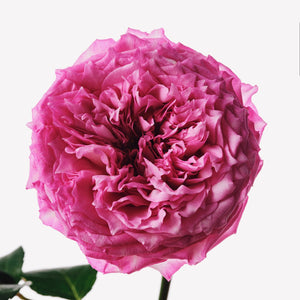 Fragrance Ingredients Image 1