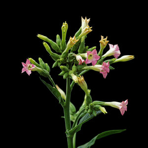 Fragrance Ingredients Image 1