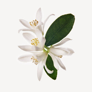 Fragrance Ingredients Image 3