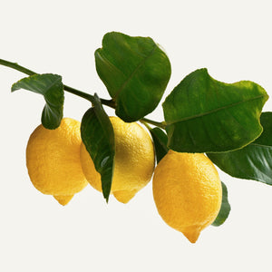 Fragrance Ingredients Image 5