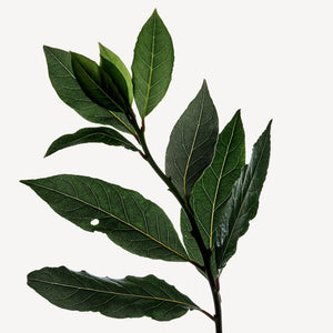 Fragrance Ingredients Image 5