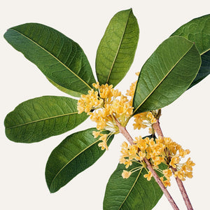 Fragrance Ingredients Image 1