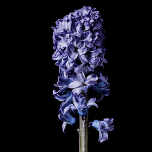 Fragrance Ingredients Image 3