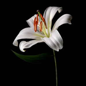 Fragrance Ingredients Image 1