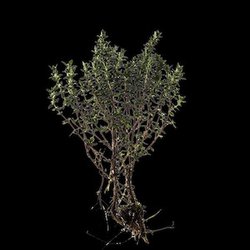 Fragrance Ingredients Image 4