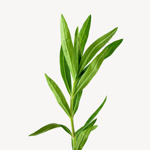 Fragrance Ingredients Image 4