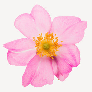 Fragrance Ingredients Image 1