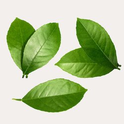 Fragrance Ingredients Image 5