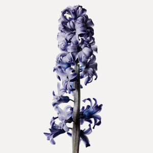 Fragrance Ingredients Image 5