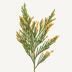 Fragrance Ingredients Image 5