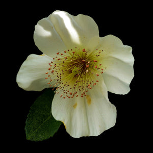 Fragrance Ingredients Image 5