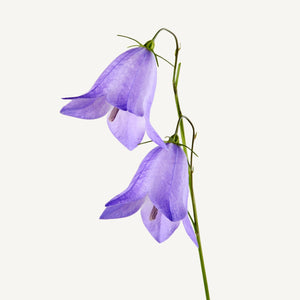 Fragrance Ingredients Image 1
