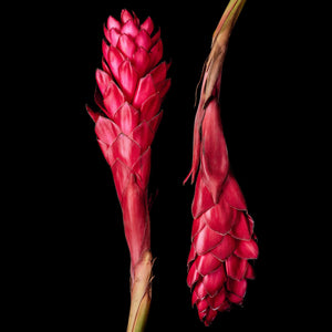 Fragrance Ingredients Image 3