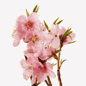 Fragrance Ingredients Image 2